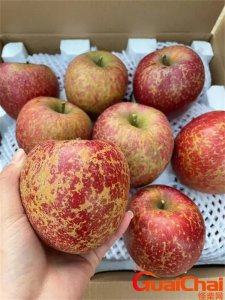 ​丑苹果是什么品种 丑苹果是哪里产的