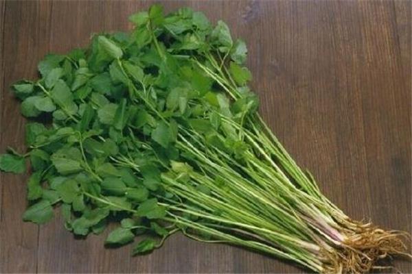 水芹菜热量高吗 吃水芹菜会胖吗