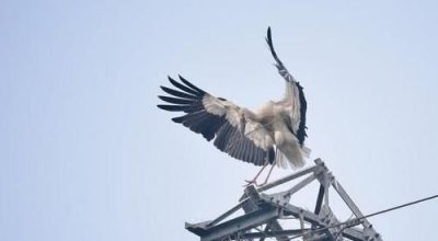 ​小鸟站在电线上为什么不会触电,为什么小鸟站在电线上却不会触电呢