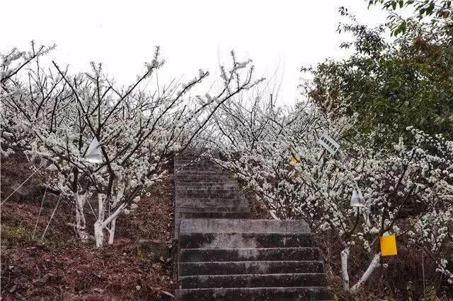 惊！昭通这个地方竟然在下“雪”！