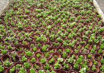 ​筒叶花月的风水学应用-筒叶花月的养殖方法