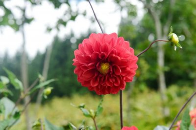 ​大丽花怎么复壮