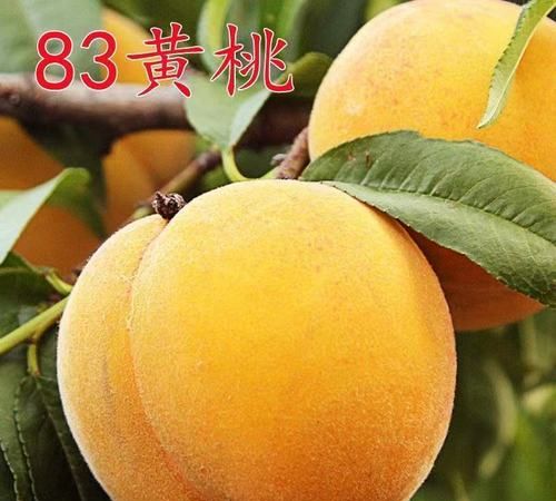5月早熟黄桃哪个品种好
