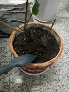 ​只需3招，蟹爪兰君子兰越长越旺，花朵咕噜噜冒不停！