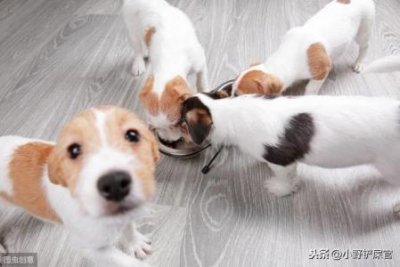 ​自制狗粮自动喂食器 自制狗粮自动喂食器怎么用