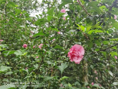 ​南宁适合养什么花，市花和市树是什么