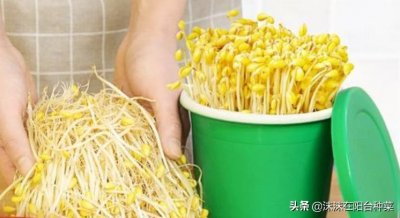 ​豆芽别出去买了，教你3种在家发豆芽的方法，6天就可以吃，很简单