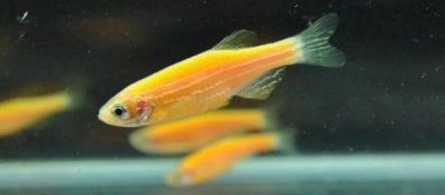 ​适合新手饲养的小型观赏鱼#斑马鱼