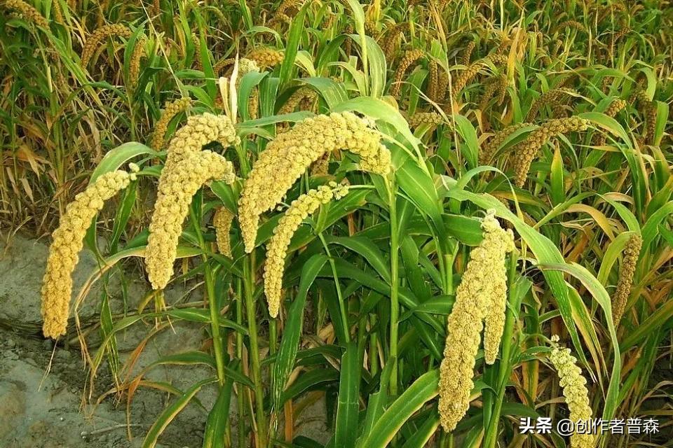 你知道在唐朝当官工资多少吗？最后附带唐朝后期所有官员工资