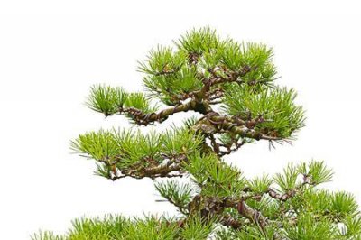 ​常青树都不长情什么意思