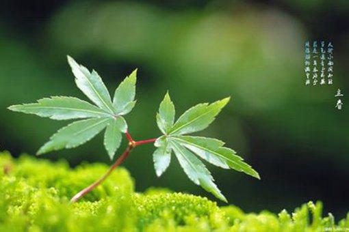 五辛盘有哪些蔬菜?古代立春后都会准备什么食材?