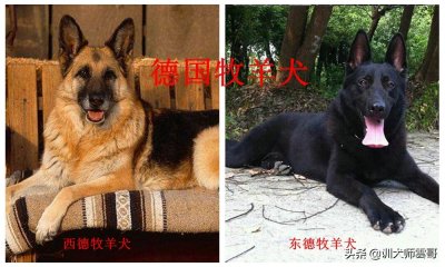 ​牧羊犬(盘点最常见的10大牧羊犬，你更喜欢哪一种？)