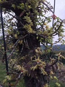 ​石斛花怎么吃(铁皮石斛花怎么吃)