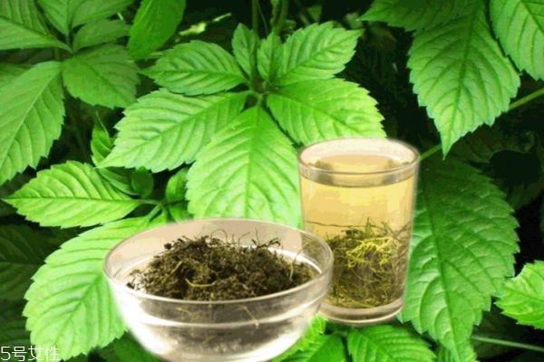 绞股蓝泡水苦怎么办 绞股蓝茶尝味可区分好坏