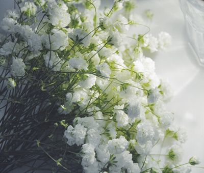 满天星干花要水养吗（干花的养殖方法和注意事项）