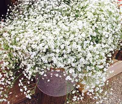 满天星干花要水养吗（干花的养殖方法和注意事项）