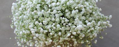 ​满天星干花要水养吗（干花的养殖方法和注意事项）