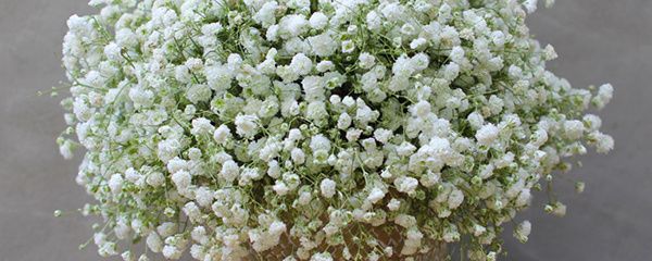 满天星干花要水养吗（干花的养殖方法和注意事项）