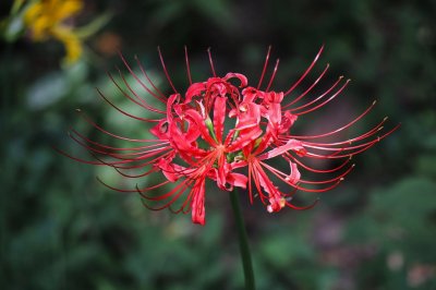 ​盘点九种花语比较虐心的花