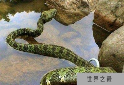 ​莽山烙铁头蛇中国独有 价值百万全国只有500条左右