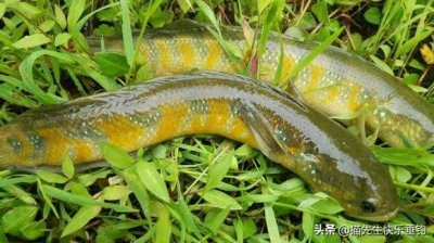 ​它全身披满点点星光，营养丰富，详解野钓稀缺鱼种——七星鱼