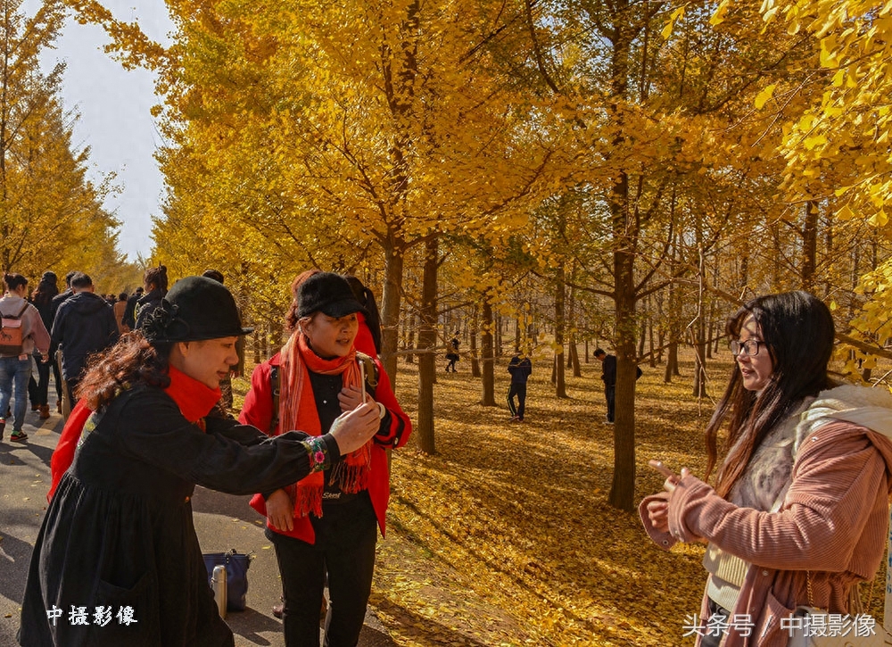 走进3000米的邳州“时光隧道”，感受这金黄色的醉美季节