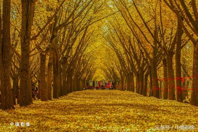​走进3000米的邳州“时光隧道”，感受这金黄色的醉美季节