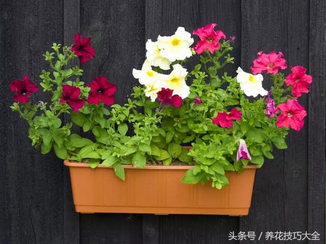 适合室内养的50种开花植物（8种花朵灿烂的草本植物）(4)