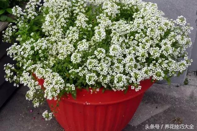 适合室内养的50种开花植物（8种花朵灿烂的草本植物）(7)