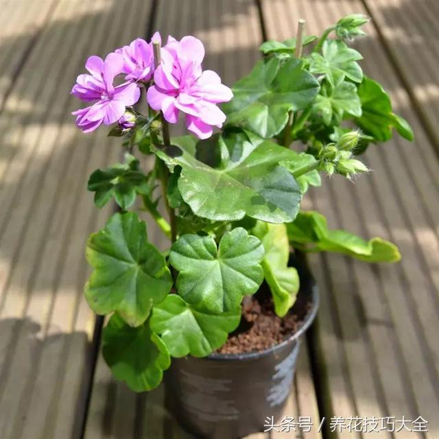 适合室内养的50种开花植物（8种花朵灿烂的草本植物）(8)