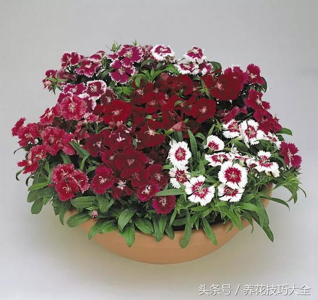 适合室内养的50种开花植物（8种花朵灿烂的草本植物）(3)