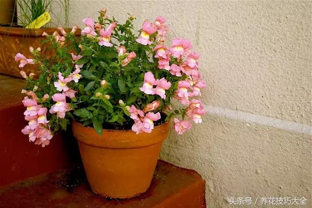 适合室内养的50种开花植物（8种花朵灿烂的草本植物）(6)