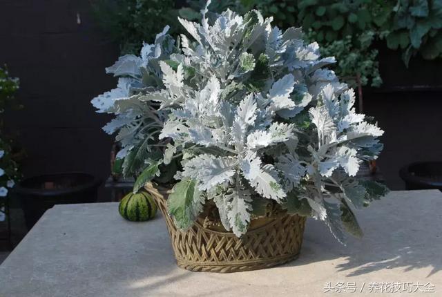 适合室内养的50种开花植物（8种花朵灿烂的草本植物）(5)