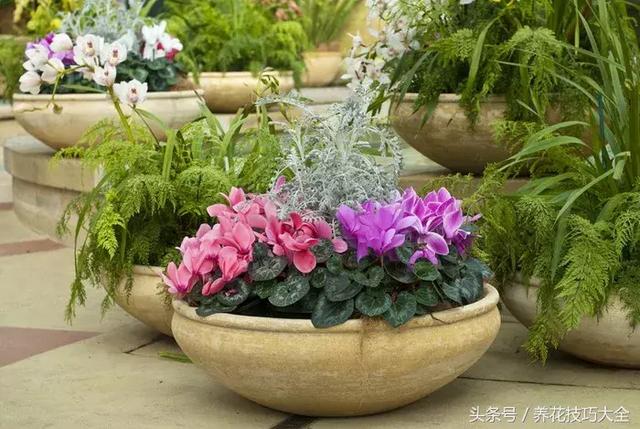 适合室内养的50种开花植物（8种花朵灿烂的草本植物）(9)