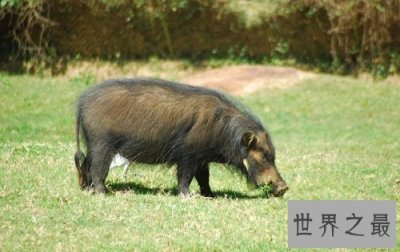 ​世界上最强悍的猪，秒杀狮子猛虎不是话下！
