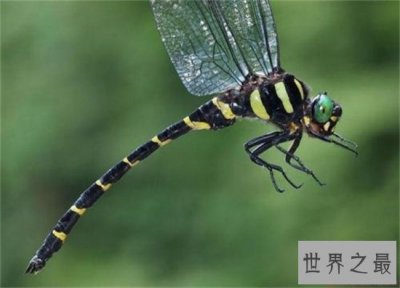 ​鬼蜻蜓全身遍布眼睛，这是它最显著的标致外表
