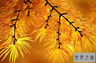 ​世界十大园林树木:银杏上榜 世界十大园林树木都有哪些