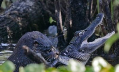 ​鳄鱼为什么打不过水獭，鳄鱼为什么不咬水獭？