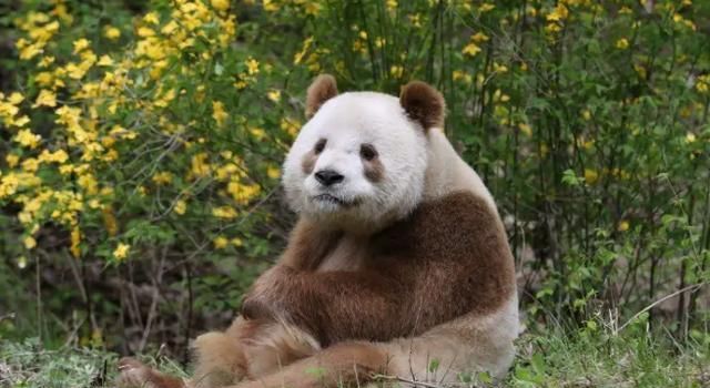 熊猫身上的毛叫什么名字