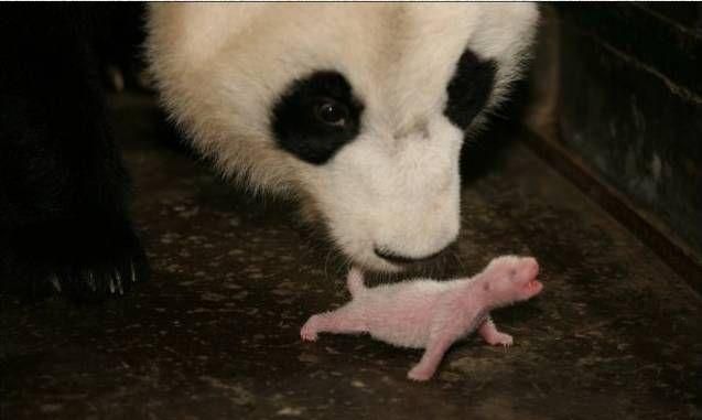 大熊猫摸着什么感觉