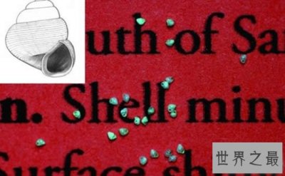 ​世界上最小的蜗牛，比针眼还小(0.6毫米)