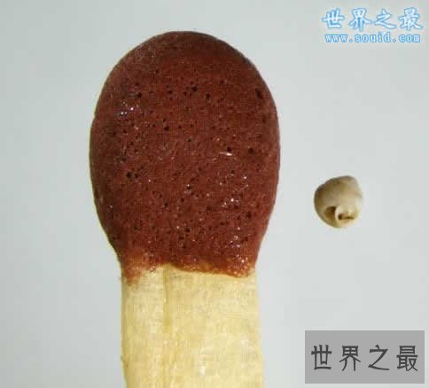 世界上最小的蜗牛，比针眼还小(0.6毫米)