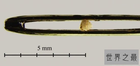 世界上最小的蜗牛，比针眼还小(0.6毫米)