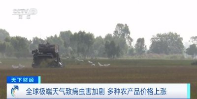 ​是什么让西红柿价格飙升 700%？