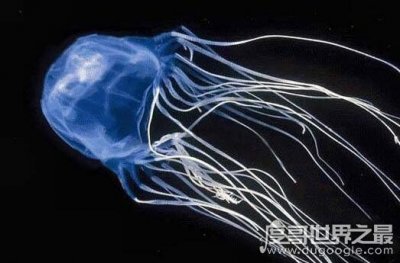 ​当今世界第一毒的动物，方水母30秒致人死亡(至今无药可解)