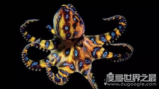 世界十大最毒动物排行榜，眼镜王蛇垫底(最毒动物是箱水母)