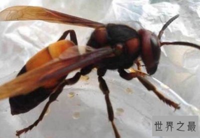 ​世界上最毒的毒蜂之一，螫死人纪录最多的毒蜂