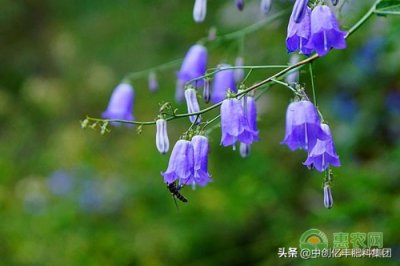 ​风铃草的花语（风铃草的花语及延长花期技巧）