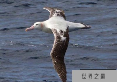 ​世界上翅膀最长的鸟，漂泊信天翁最长可达3.7m