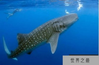 ​世界上最大的鱼 鲸鲨最长可达20米(吃浮游生物)